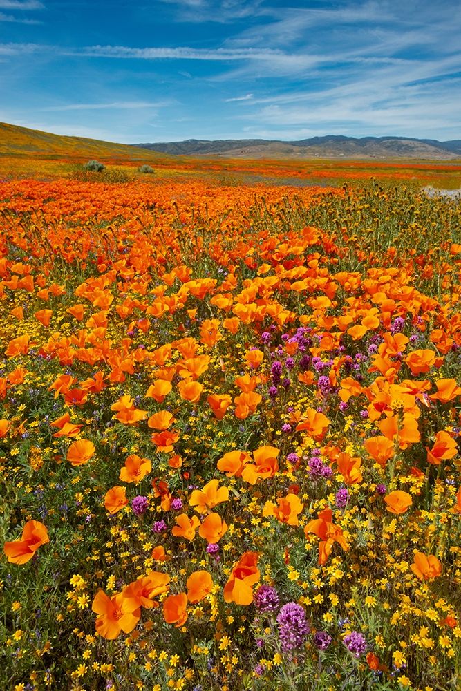 California-Owls Clover-Goldfields and California poppies on hillside near Lancaster-California